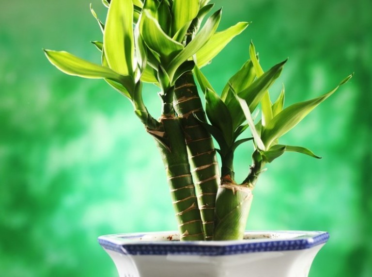 Lucky Bamboo Plant