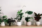 Plants for Raksha Bandhan