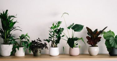 Plants for Raksha Bandhan