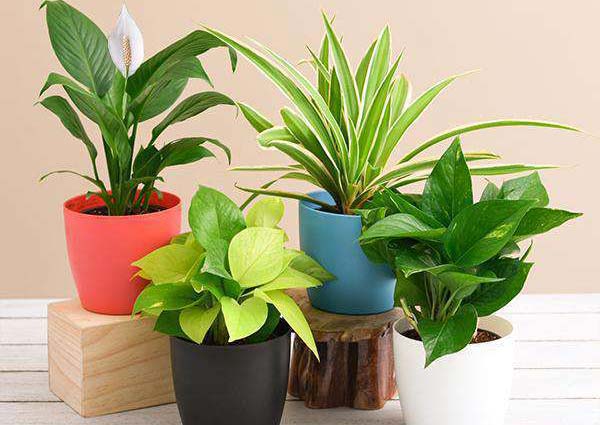 Air Purifying Plants