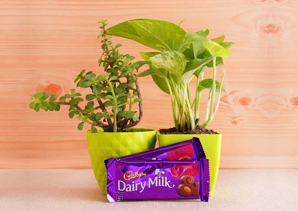 Raksha Bandhan Plant Gifts