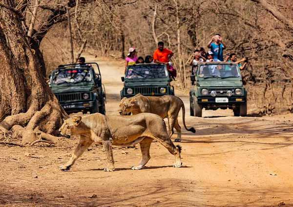 Trip to Gir