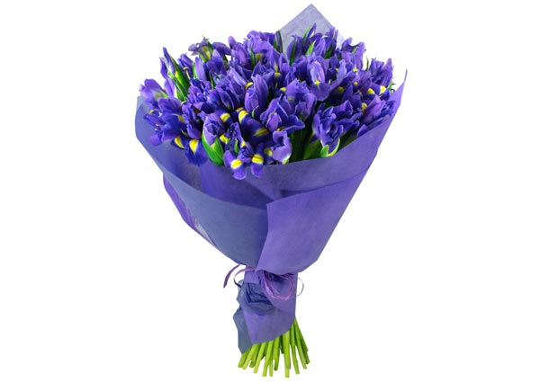 Iris